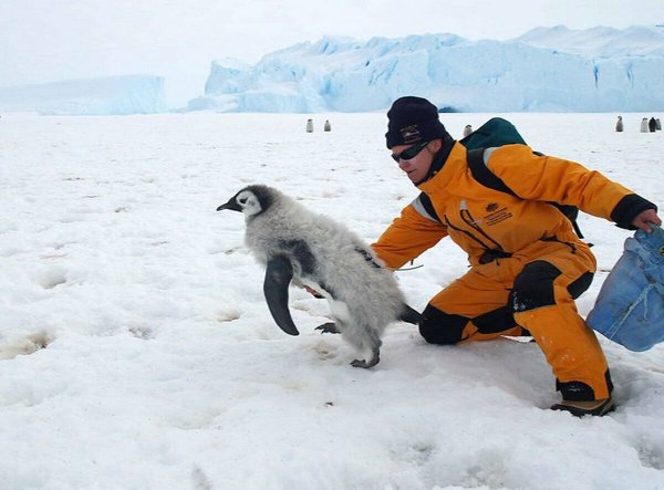 Переворачиватель пингвинов: новая профессия для защиты животных